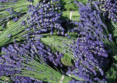 Prince Edward County Lavender