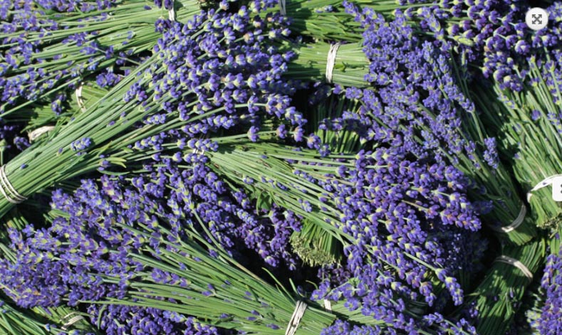 Prince Edward County Lavender